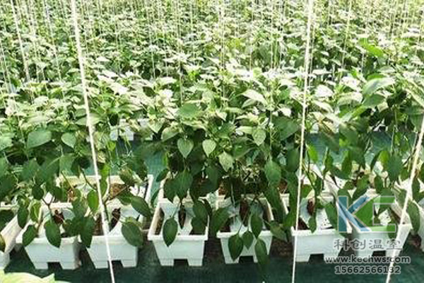 無(wú)土栽培技術(shù)，休閑農(nóng)業(yè)，無(wú)土栽培，溫室大棚