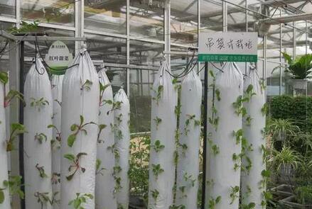 無(wú)土栽培，無(wú)土栽培技術(shù)，無(wú)土栽培設(shè)備