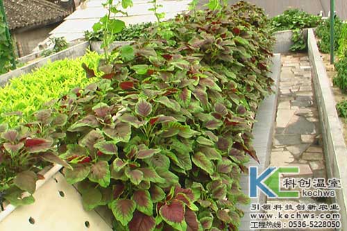 無土栽培，無土栽培技術，無土栽培設備