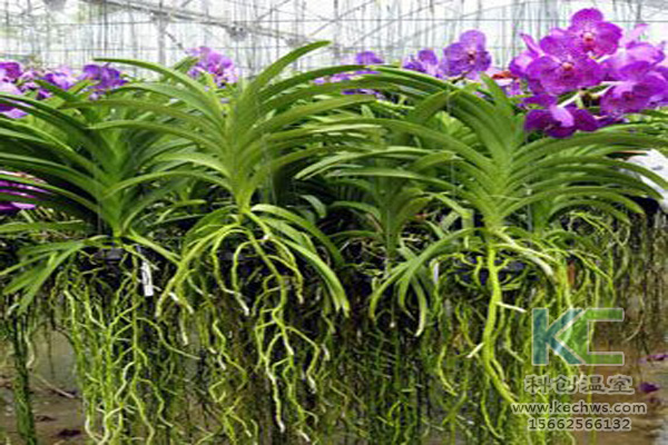 無土栽培,無土栽培技術(shù),無土栽培設(shè)備