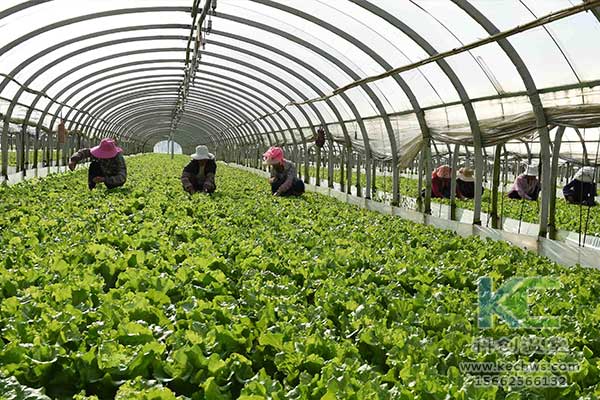 無土栽培，無土栽培技術，無土栽培設備