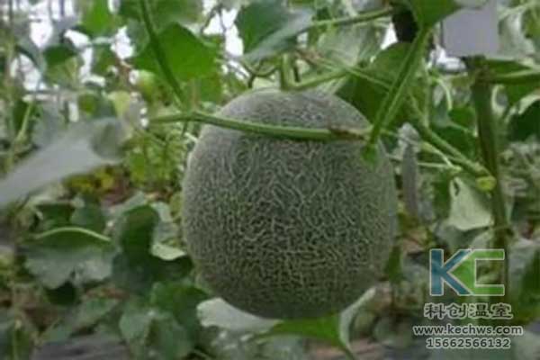 無土栽培，無土栽培技術，無土栽培設備