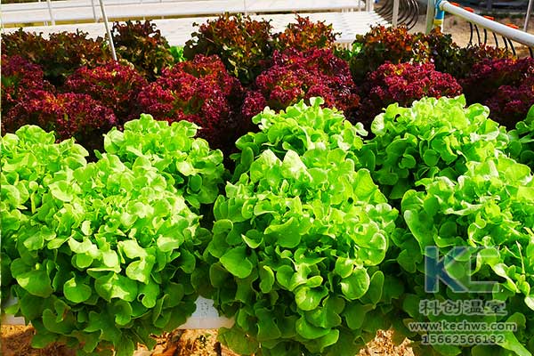 無土栽培，無土栽培技術，無土栽培設備