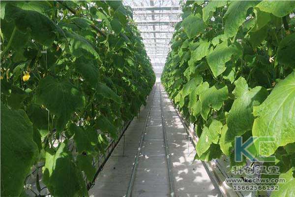 無土栽培，無土栽培技術(shù)，無土栽培設(shè)備