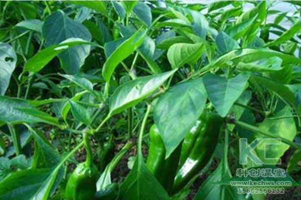 無土栽培，無土栽培技術