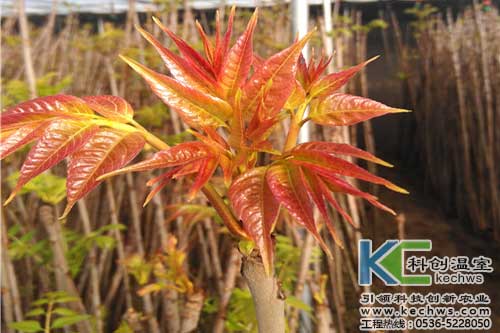 無土栽培,無土栽培技術,無土栽培設備