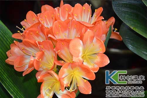 無土栽培,無土栽培技術,無土栽培設備