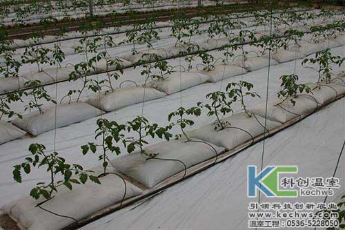 無土栽培，無土栽培技術，無土栽培設備