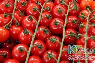 無土栽培技術(shù),無土栽培設(shè)備,無土栽培,溫室大棚