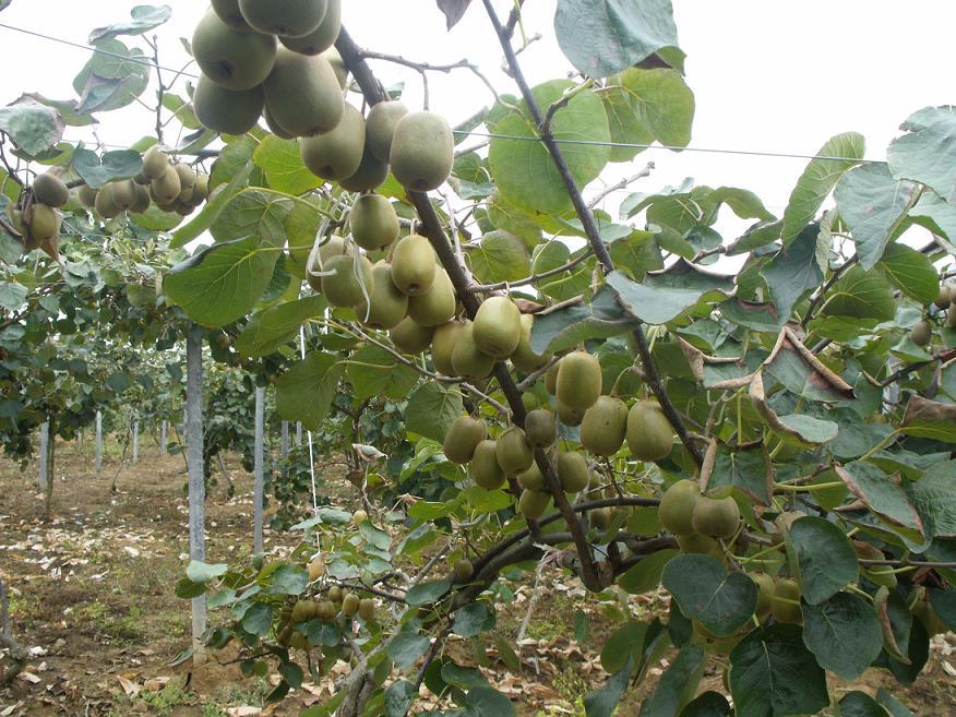 無土栽培，無土栽培技術(shù)，無土栽培設(shè)備