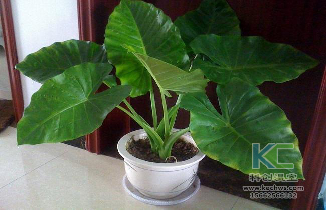 無土栽培，無土栽培技術(shù)，無土栽培設(shè)備