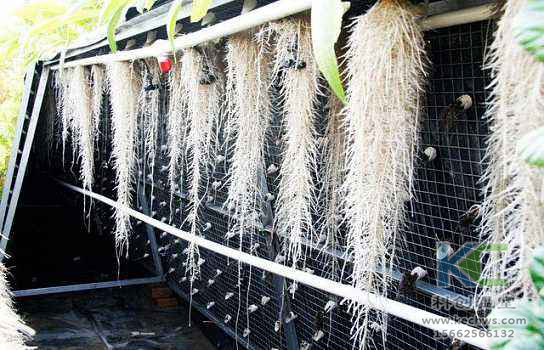 無土栽培，無土栽培技術，無土栽培設備