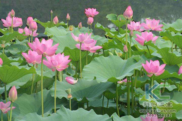 無土栽培，無土栽培技術，無土栽培設備