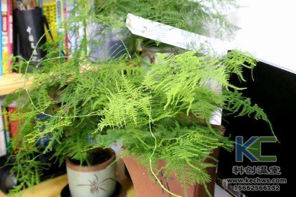 無土栽培，無土栽培技術，無土栽培設備