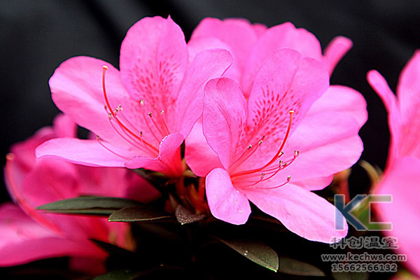 無土栽培，無土栽培技術，無土栽培設備