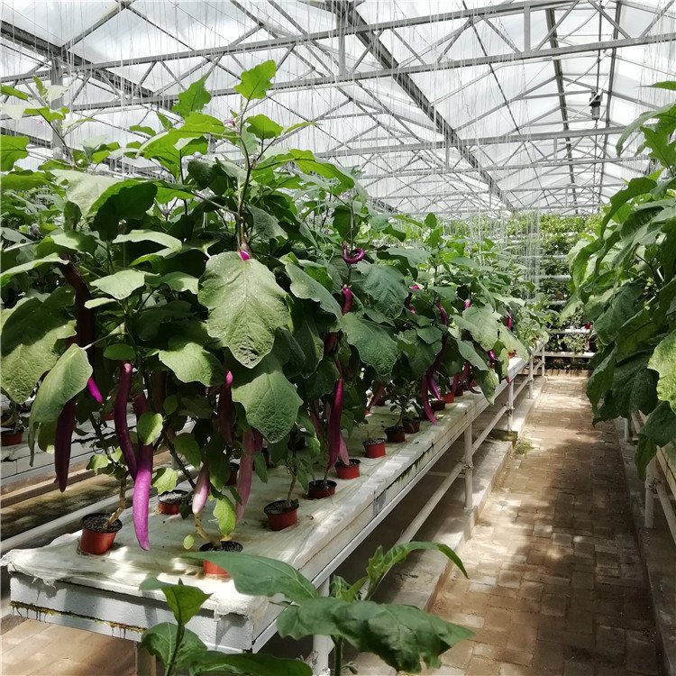 無土栽培,無土栽培技術(shù),無土栽培設(shè)備