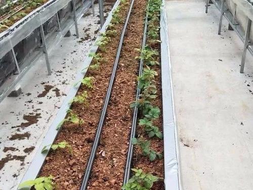 無(wú)土栽培，無(wú)土栽培技術(shù)，無(wú)土栽培設(shè)備