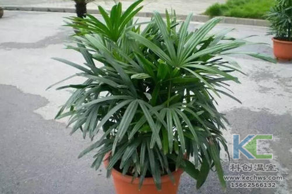 無土栽培,無土栽培技術(shù),無土栽培設(shè)備