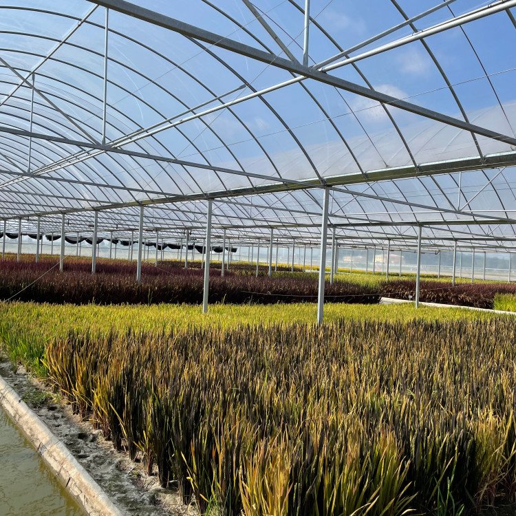 無土栽培，無土栽培技術(shù)，無土栽培設備