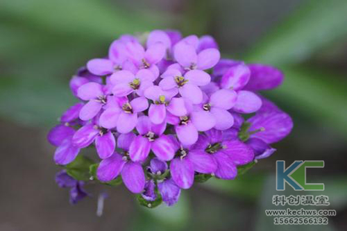 無土栽培,無土栽培技術,無土栽培設備