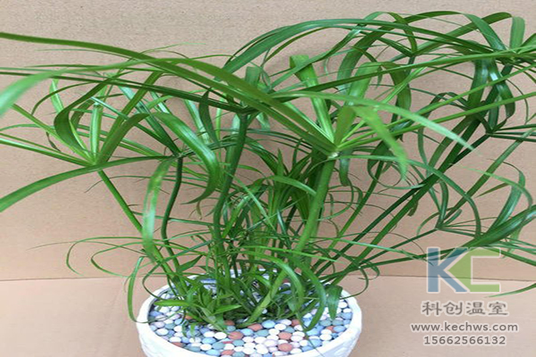 無土栽培,無土栽培技術(shù),無土栽培設(shè)備