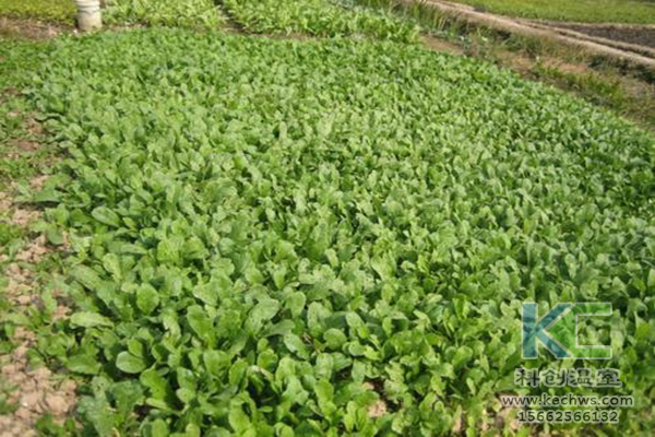 無(wú)土栽培,無(wú)土栽培技術(shù),無(wú)土栽培設(shè)備