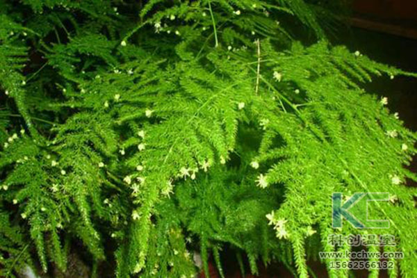 無土栽培，無土栽培技術，無土栽培設備