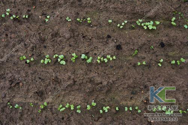 無(wú)土栽培,無(wú)土栽培技術(shù),無(wú)土栽培設(shè)備