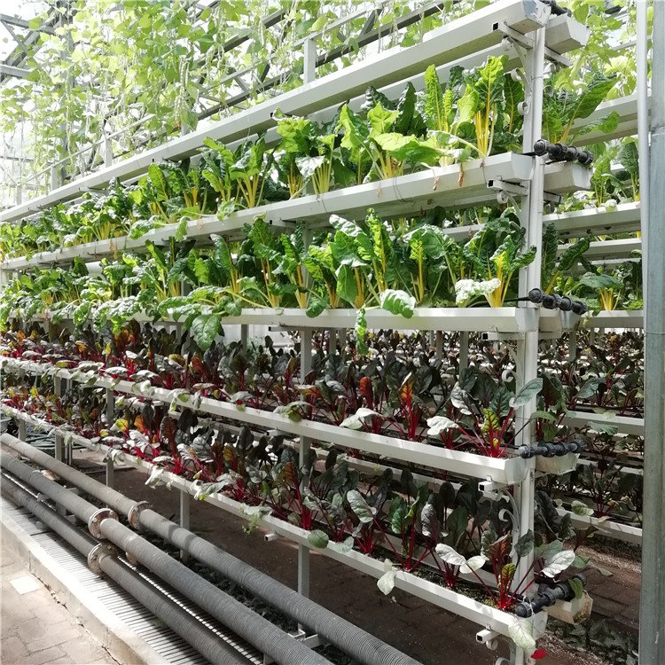 無土栽培,無土栽培技術(shù),無土栽培設(shè)備