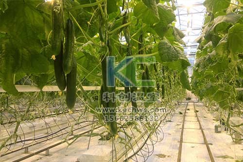 無土栽培，無土栽培技術，無土栽培設備
