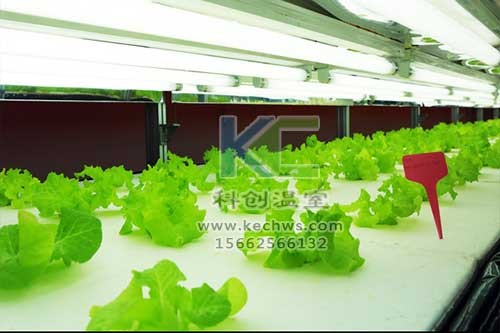 無土栽培，無土栽培技術，無土栽培設備