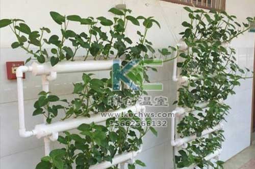 無土栽培，無土栽培技術(shù)，無土栽培設(shè)備