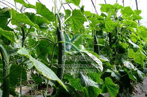 無土栽培，無土栽培技術，無土栽培設備