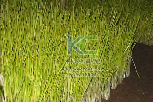 無土栽培，無土栽培技術，無土栽培設備