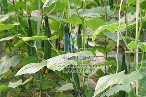 無土栽培，無土栽培技術，無土栽培設備